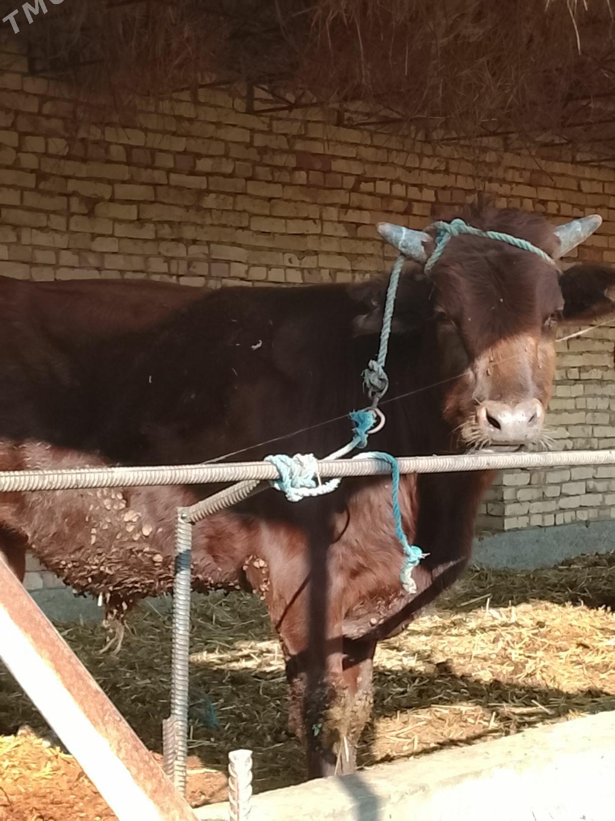 burlat okuz - Дянев - img 7