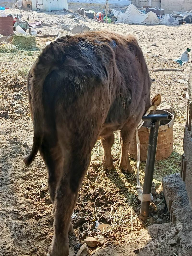 okuz - Aşgabat - img 2