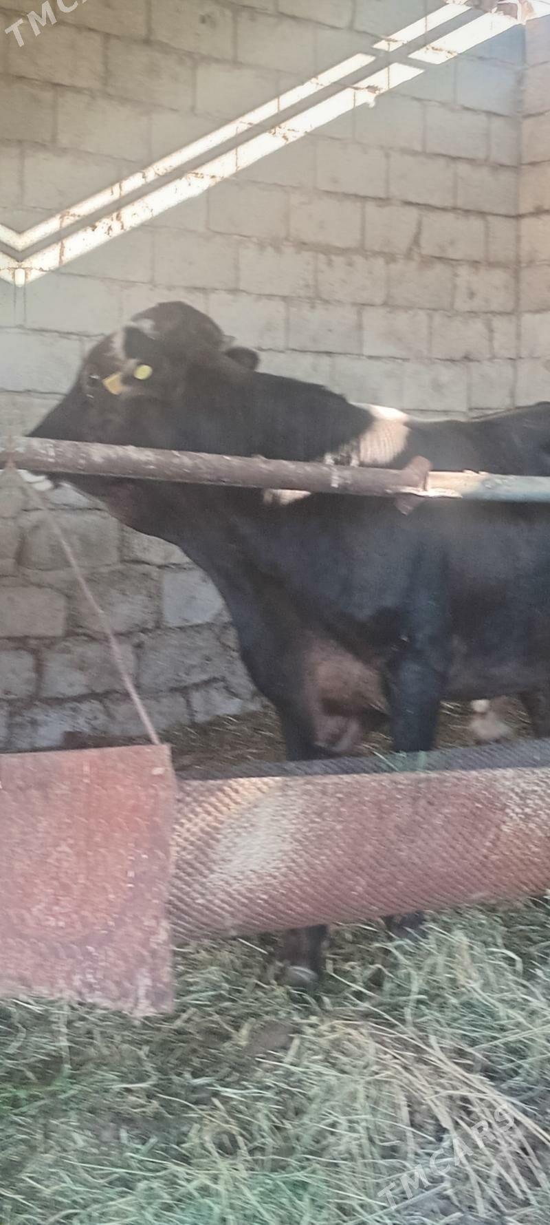 öküz - Änew - img 3