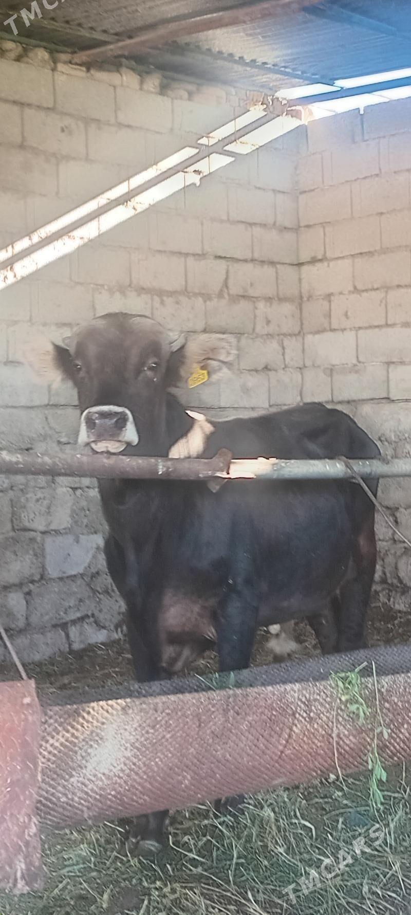 öküz - Änew - img 6