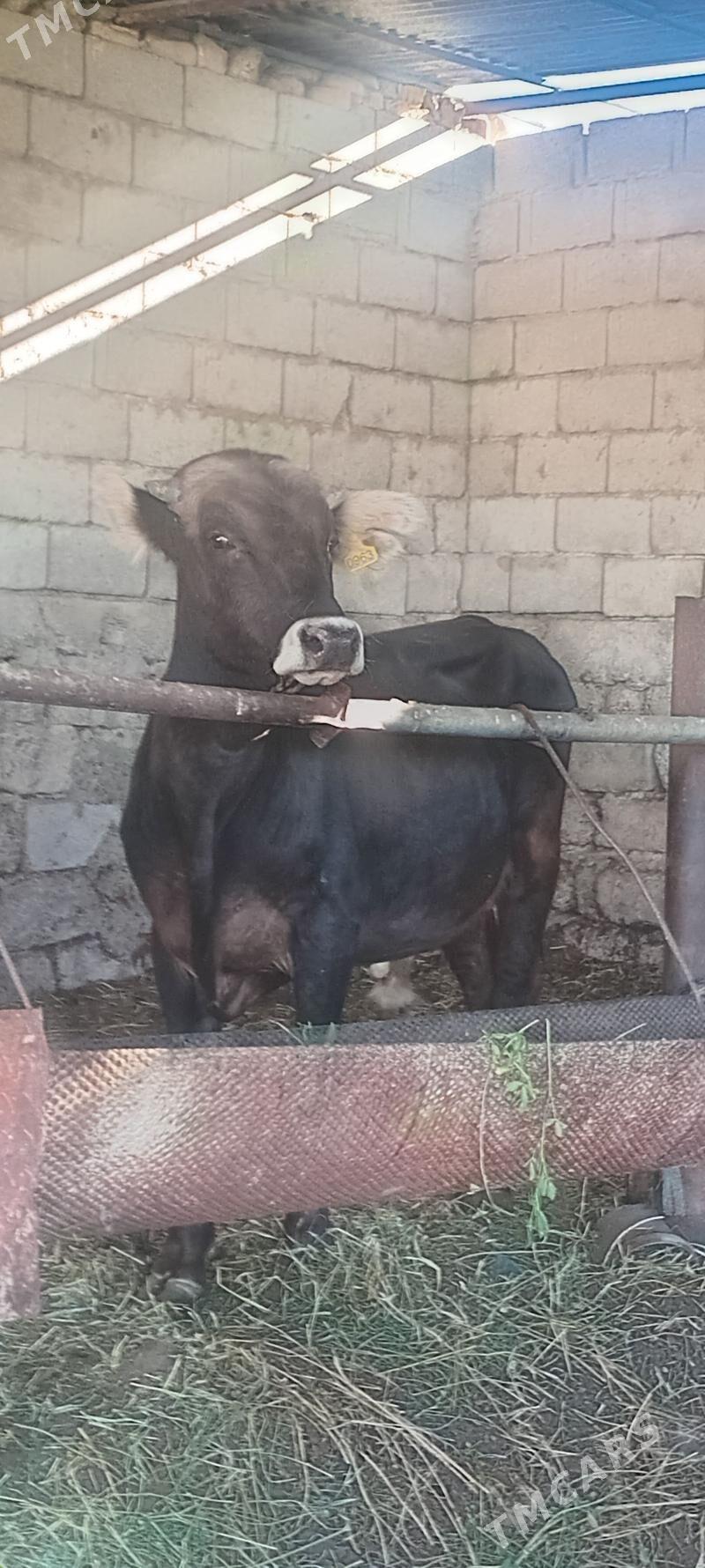 öküz - Änew - img 8