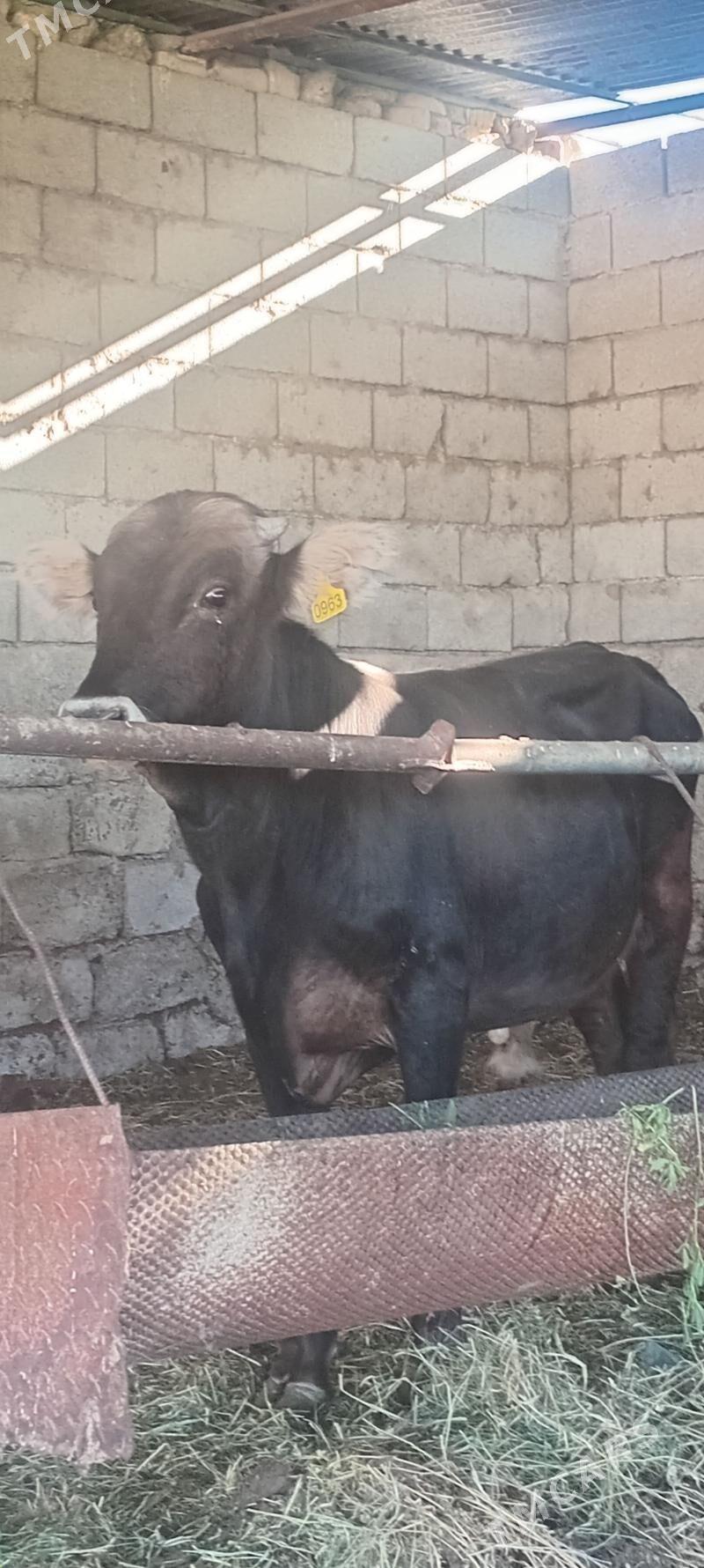 öküz - Änew - img 7