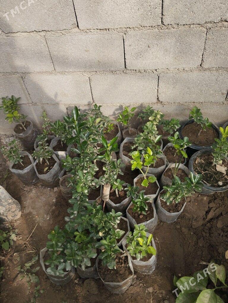 beresklet - Bagyr - img 2