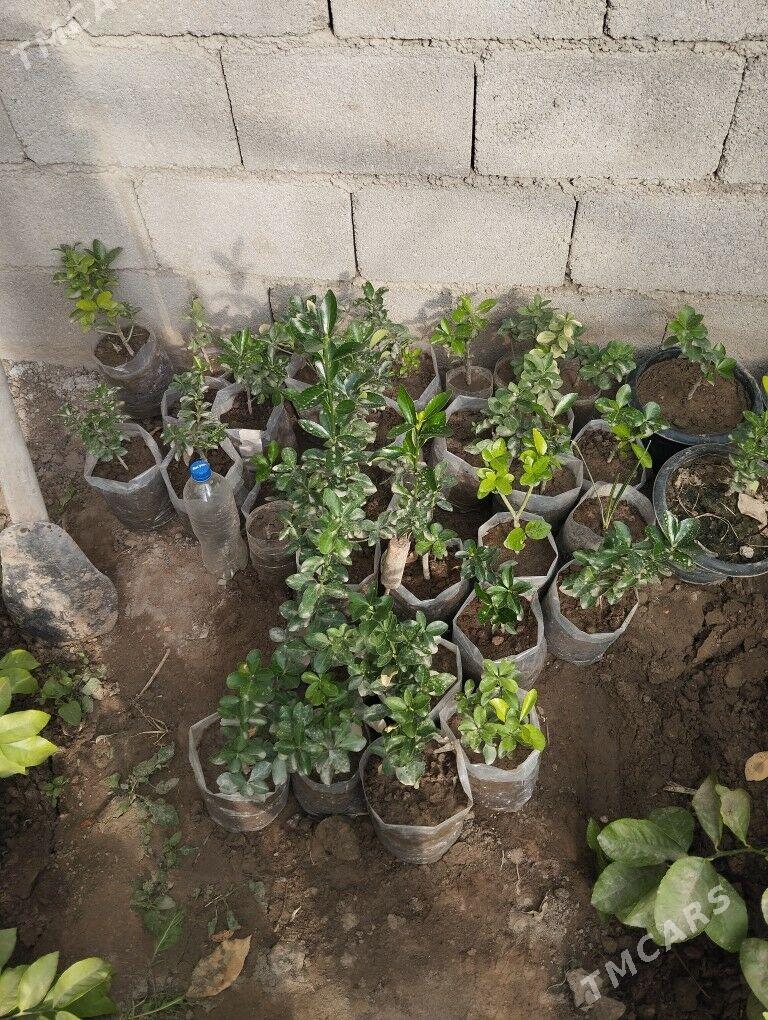 beresklet - Bagyr - img 3