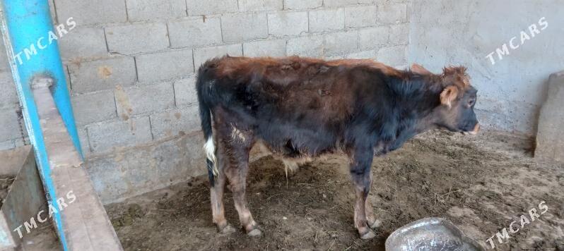 őkűz - Änew - img 6