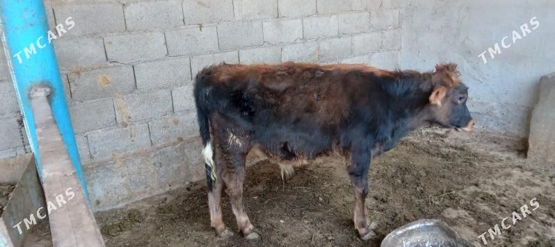 őkűz - Änew - img 5