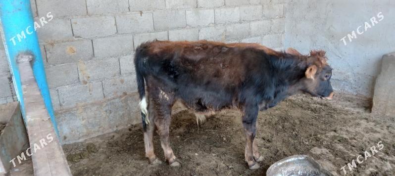 őkűz - Änew - img 8