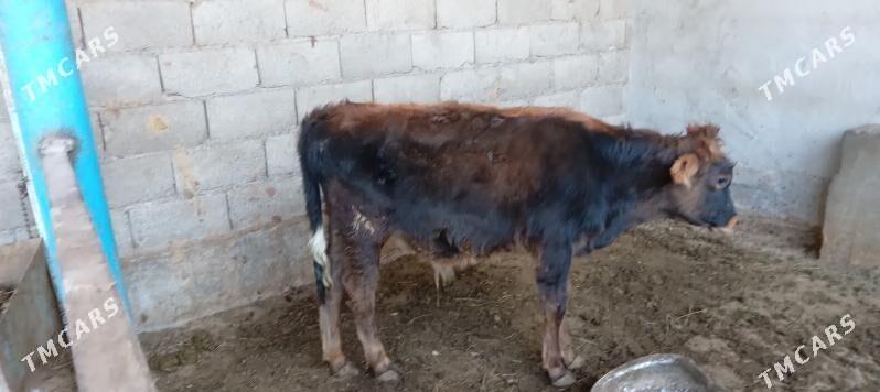 őkűz - Änew - img 9