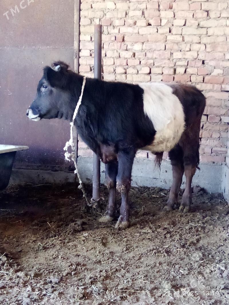 Öküz Gibrit 9 aýlyk - Гёкдепе - img 2