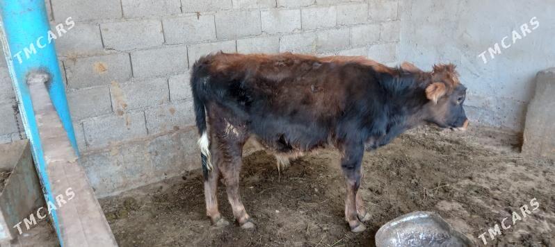 őkűz - Änew - img 4