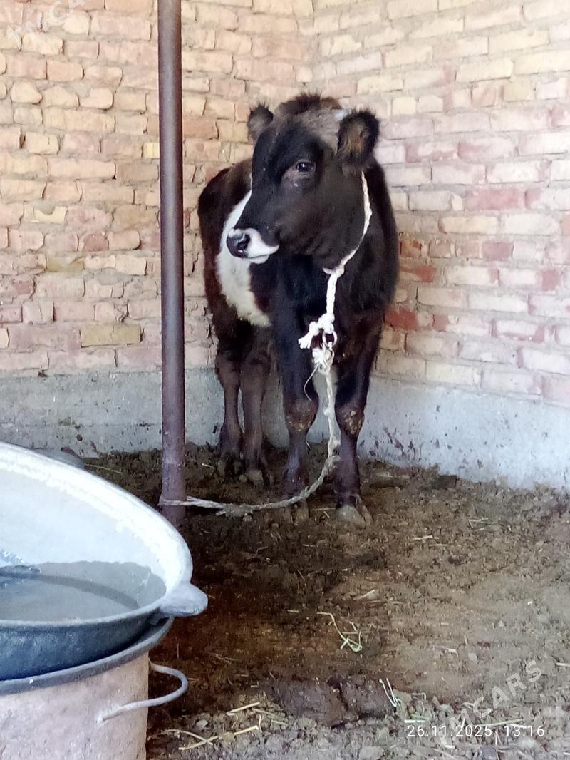 Öküz Gibrit 9 aýlyk - Gökdepe - img 1