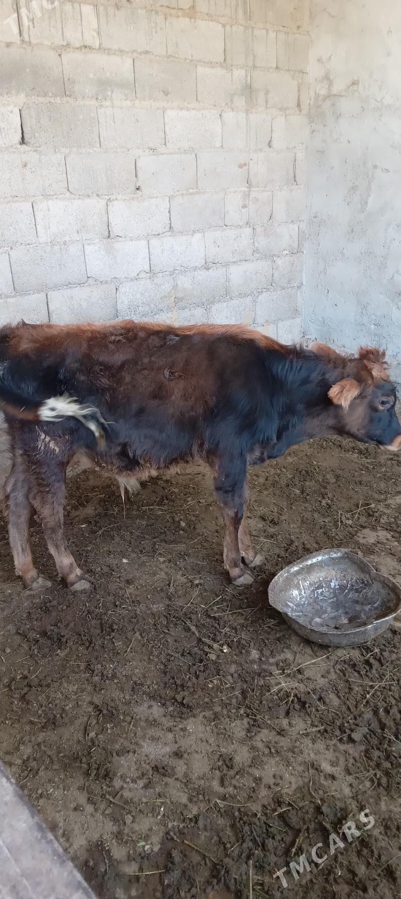 őkűz - Änew - img 10