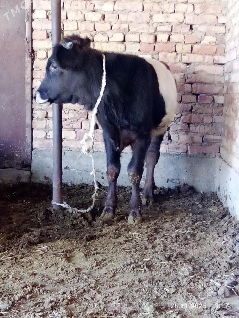 Öküz Gibrit 9 aýlyk - Гёкдепе - img 3