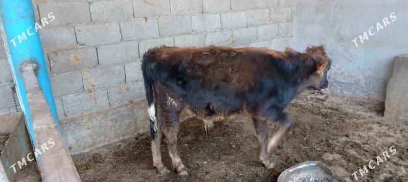 őkűz - Änew - img 2