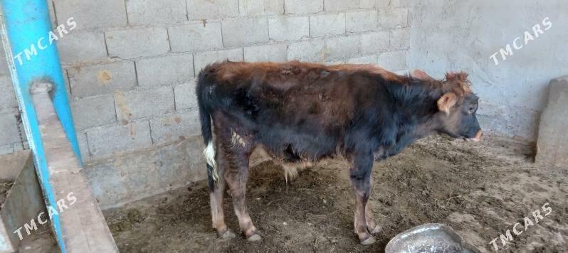 őkűz - Änew - img 7