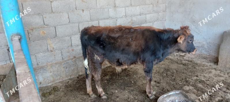 őkűz - Änew - img 3