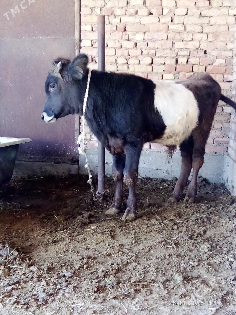 Öküz Gibrit 9 aýlyk - Гёкдепе - img 6