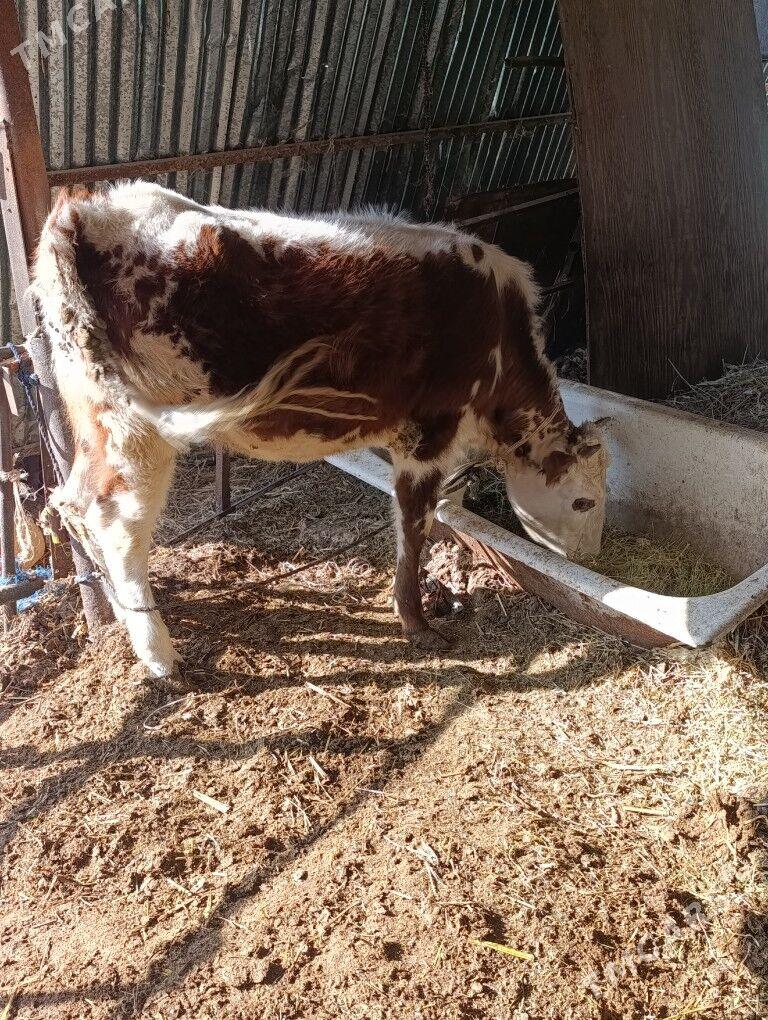 Tuwe - Änew - img 2