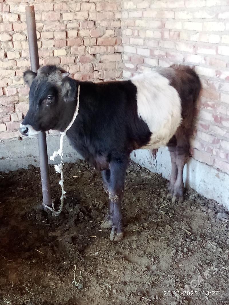 Öküz Gibrit 9 aýlyk - Гёкдепе - img 9