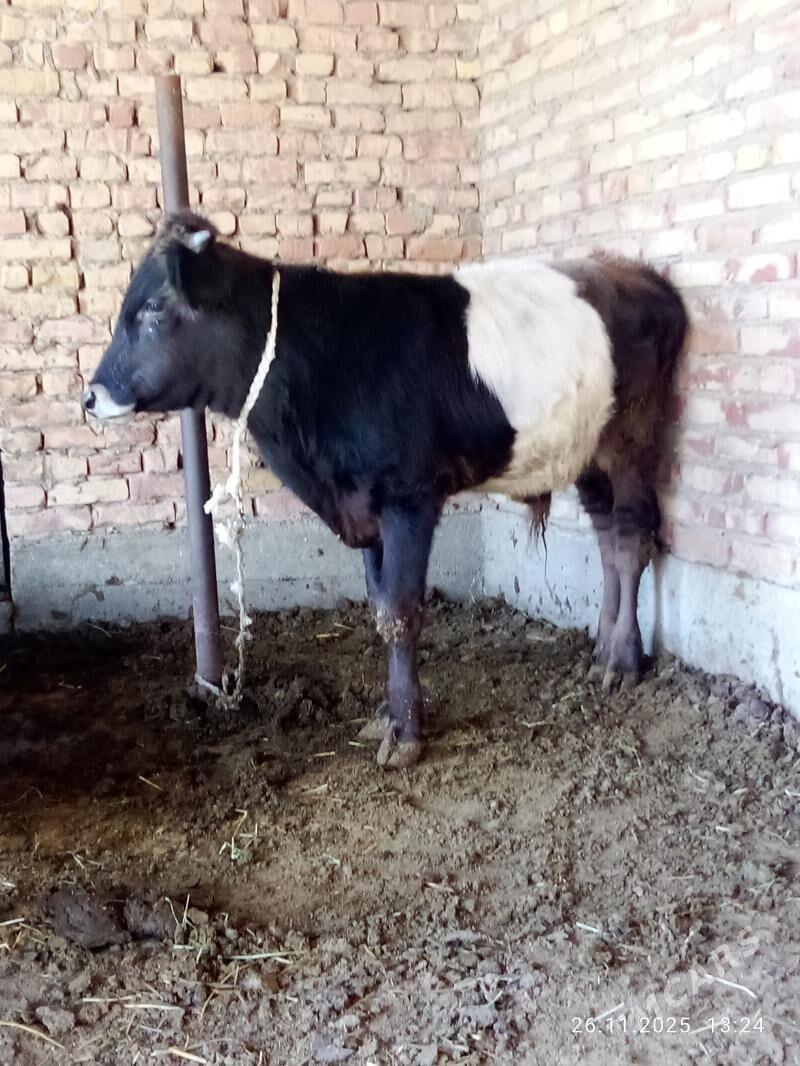 Öküz Gibrit 9 aýlyk - Гёкдепе - img 8