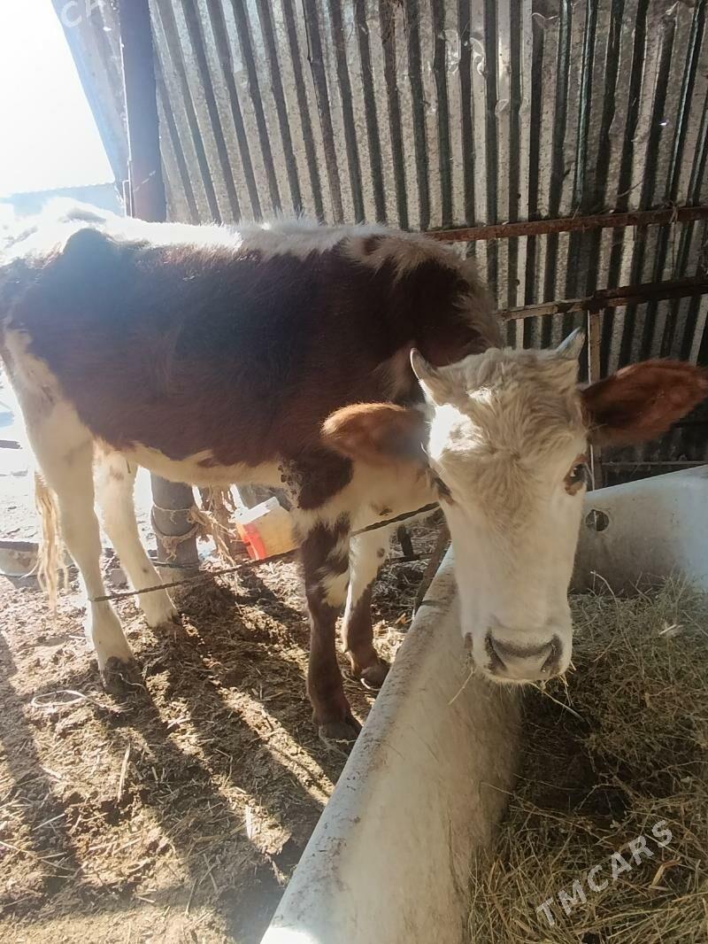 Tuwe - Änew - img 3