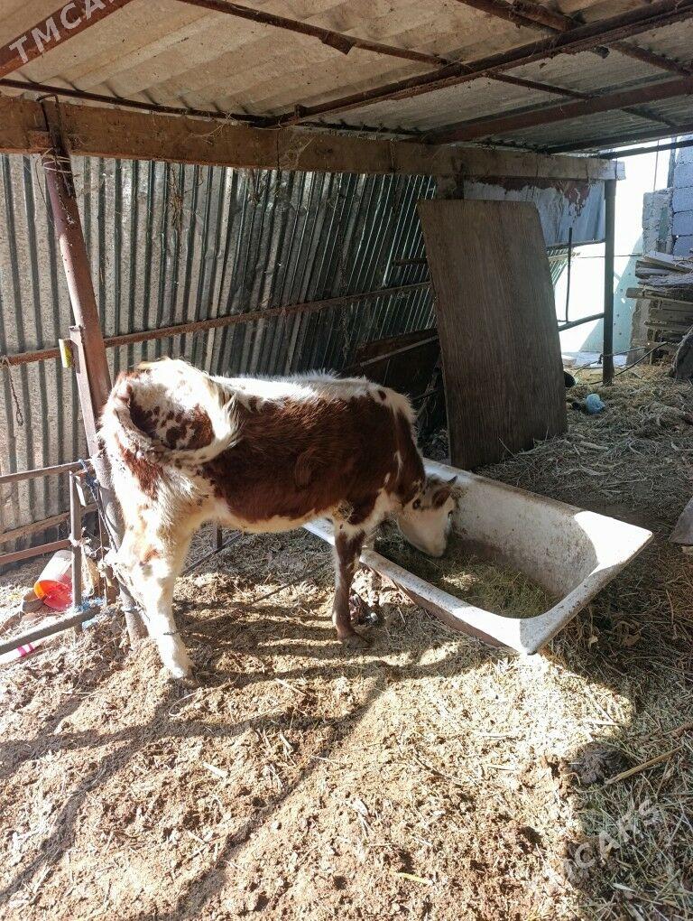 Tuwe - Änew - img 4