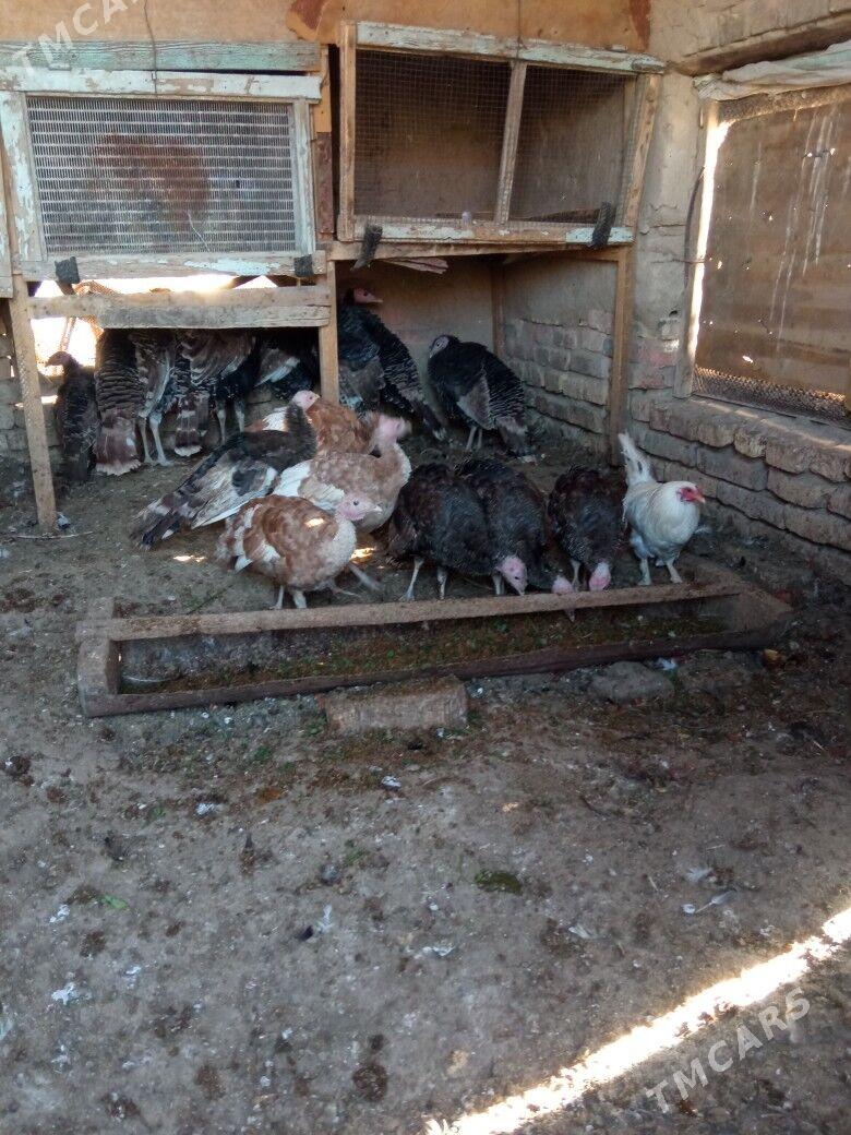 induk - Mary - img 2