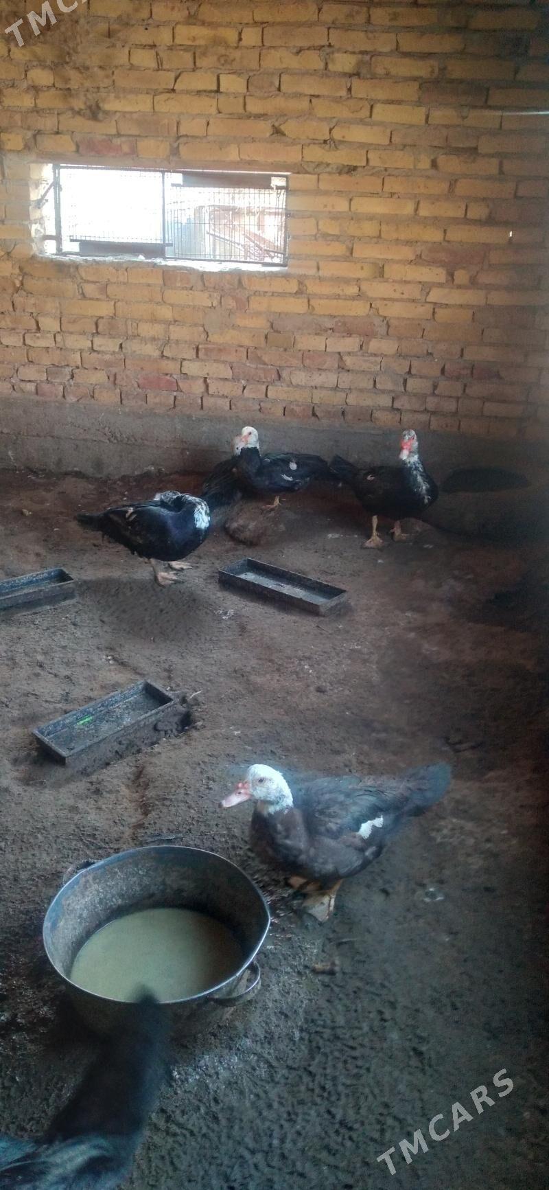 Мускус - Farap - img 2