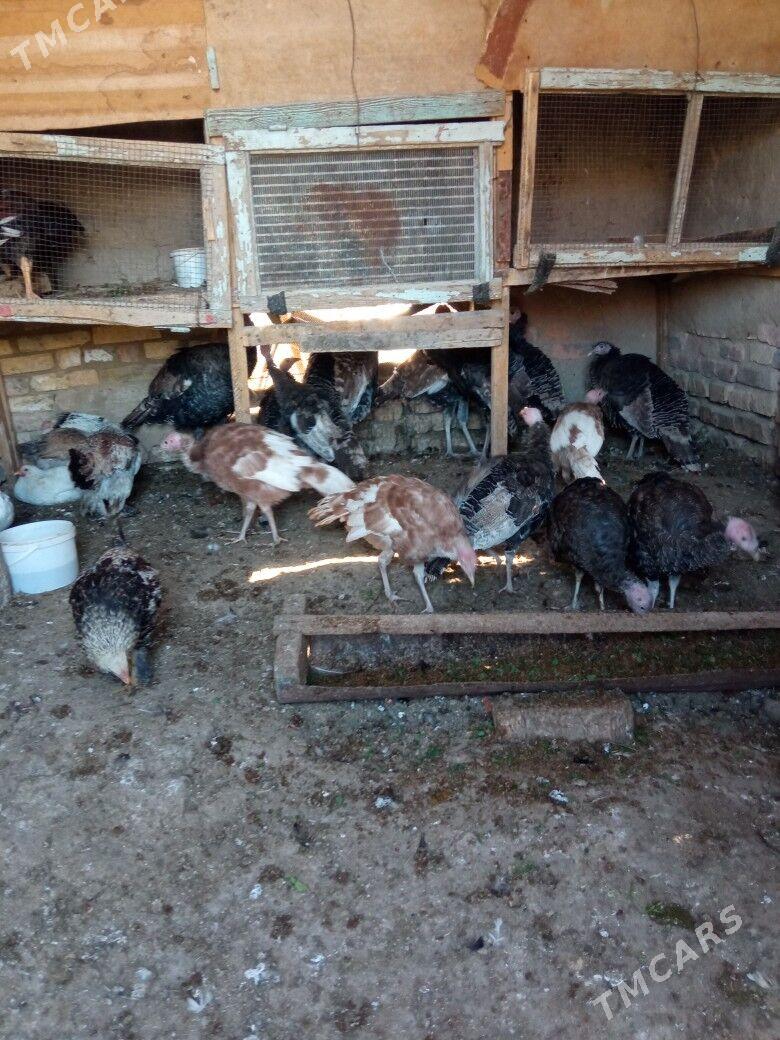 induk - Mary - img 3