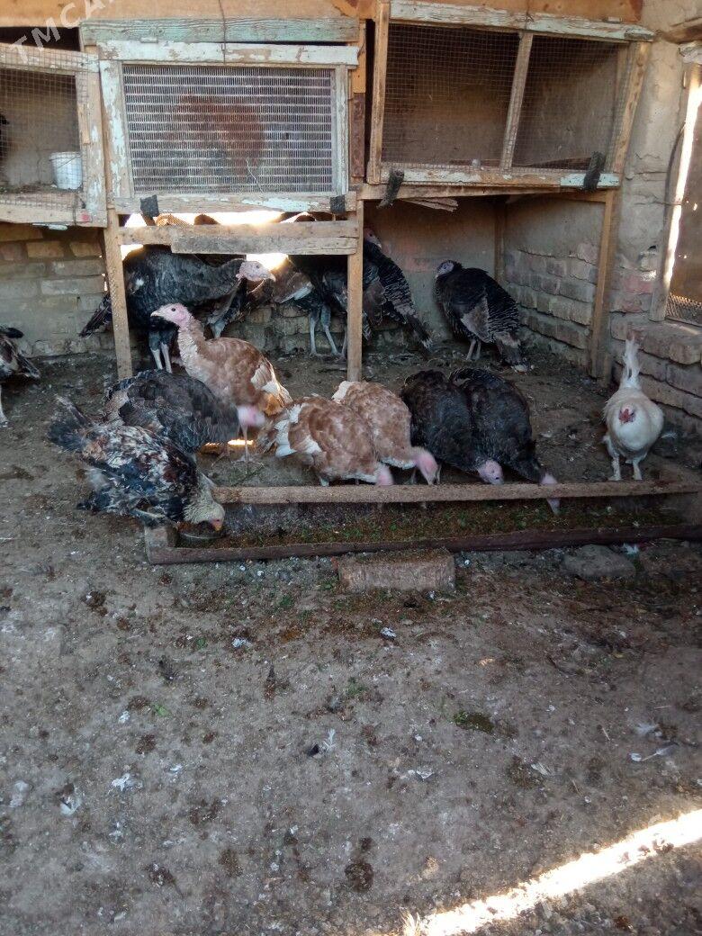 induk - Mary - img 4