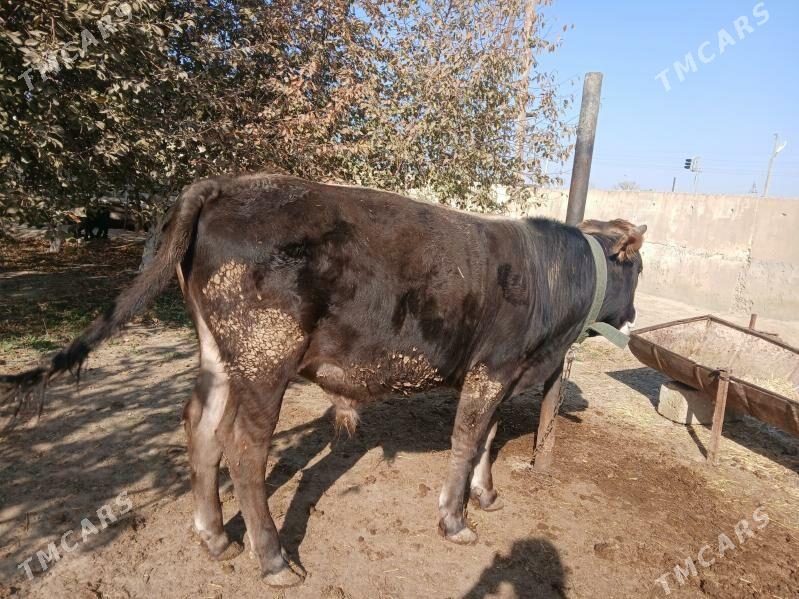 tohum öküz - Бахарден - img 2