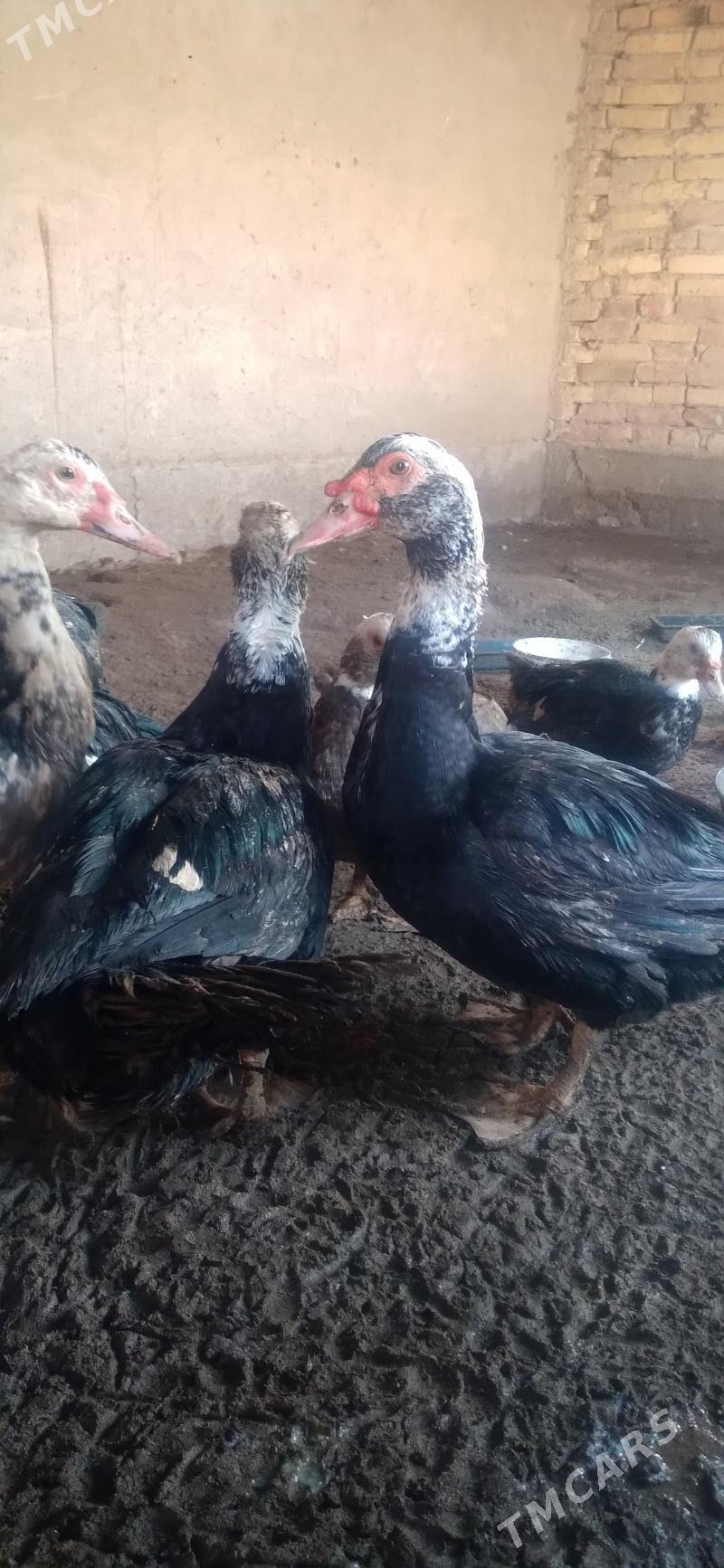 Мускус - Farap - img 1