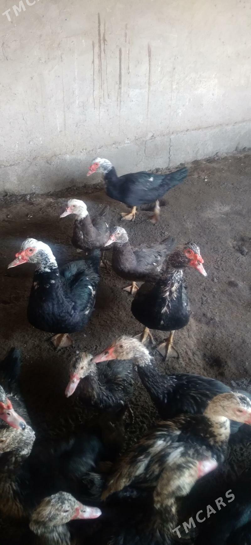 Мускус - Farap - img 3