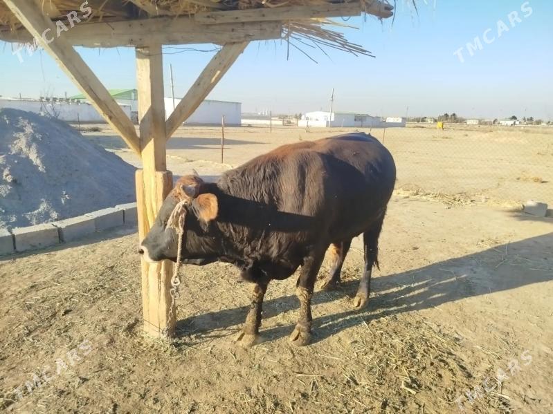 Õküz - Ýaşlyk - img 4