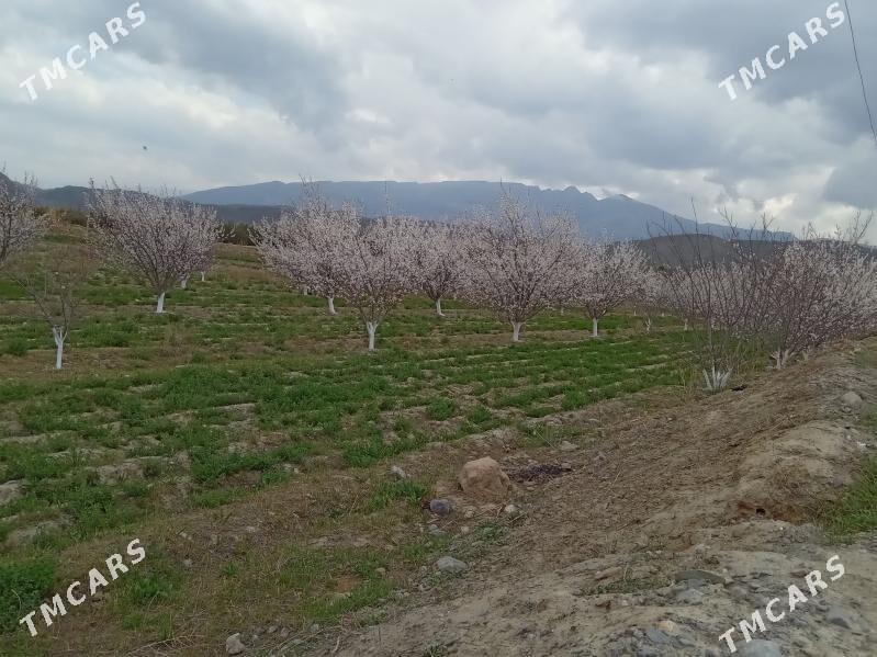 ekin yer - Gökdepe - img 3