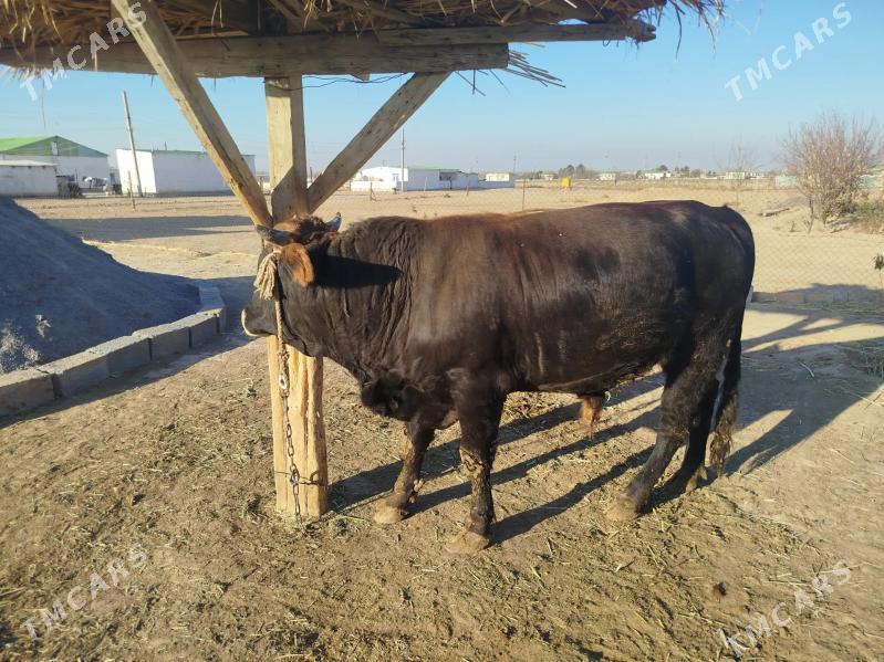 Õküz - Ýaşlyk - img 3