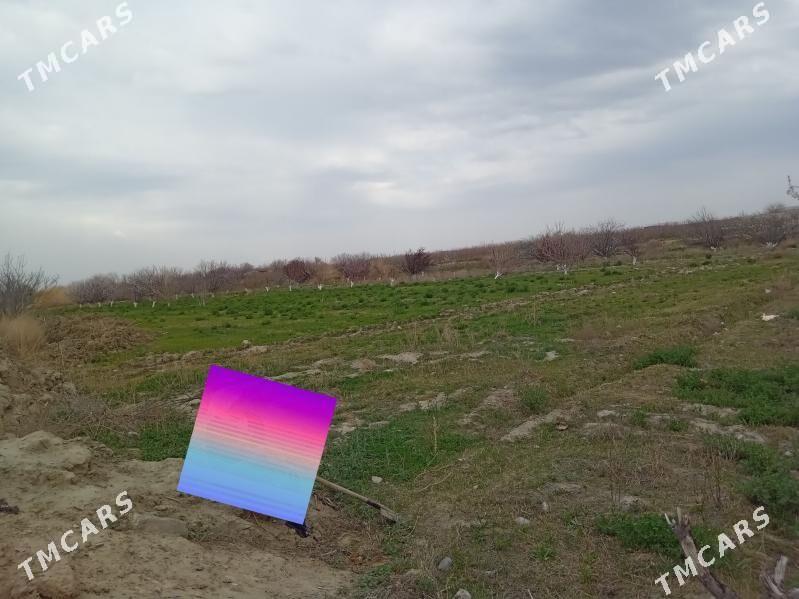 ekin yer - Gökdepe - img 2