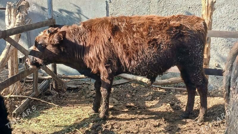 6 sany okuz - Багир - img 4