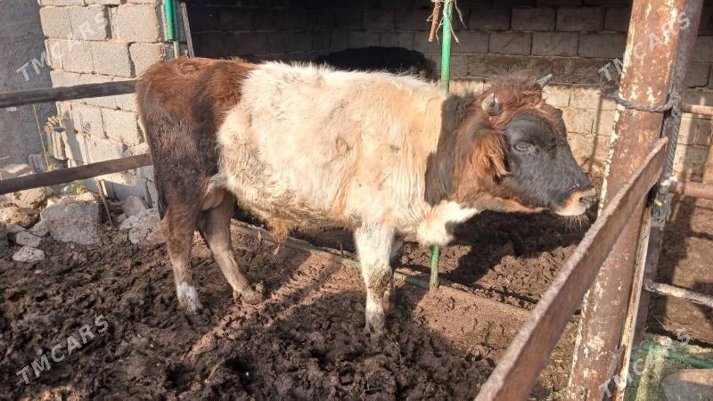 6 sany okuz - Багир - img 5