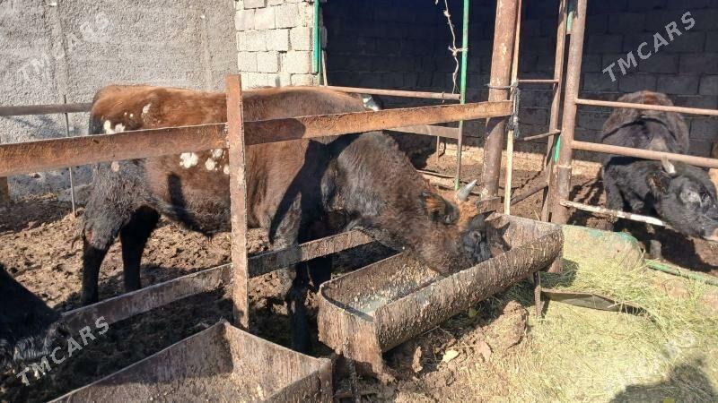 6 sany okuz - Багир - img 3