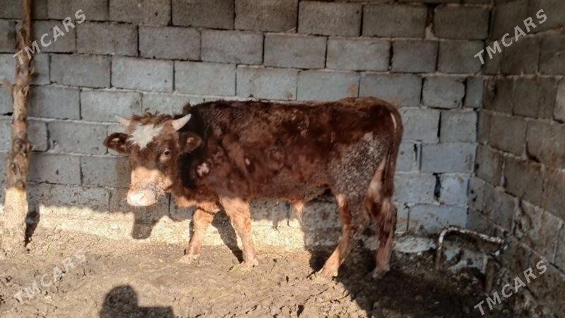 6 sany okuz - Багир - img 2