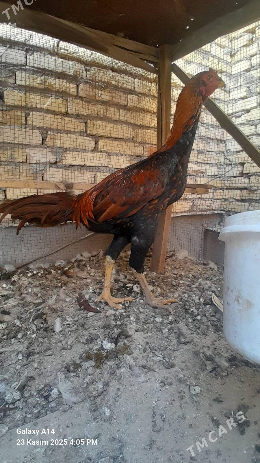 horaz - Туркменабат - img 3