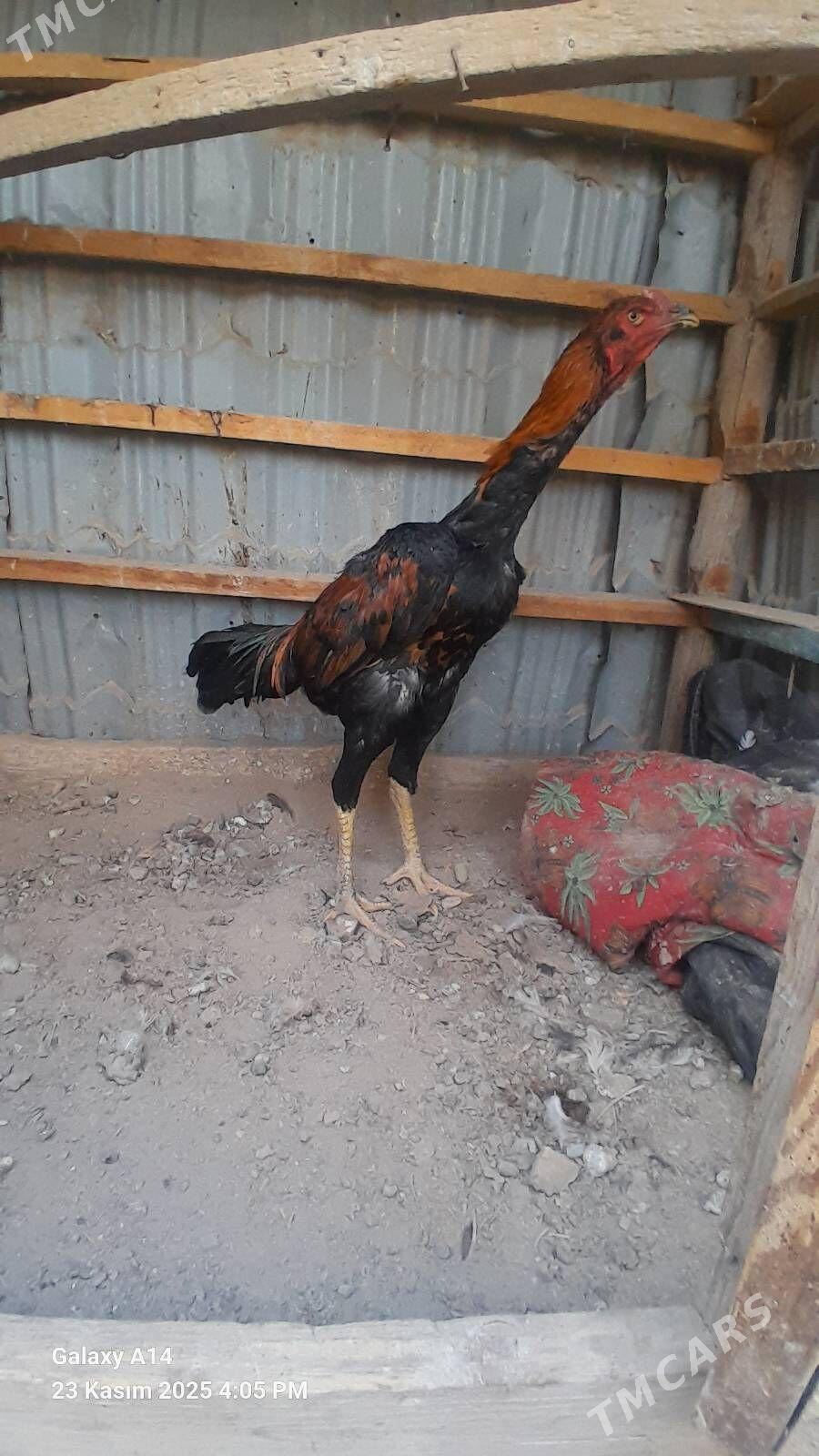 horaz - Туркменабат - img 2