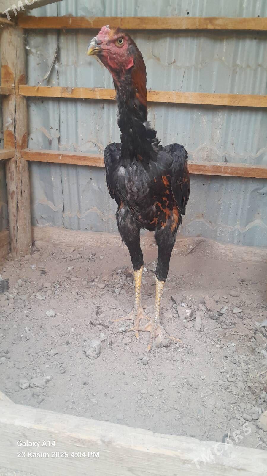 horaz - Туркменабат - img 1