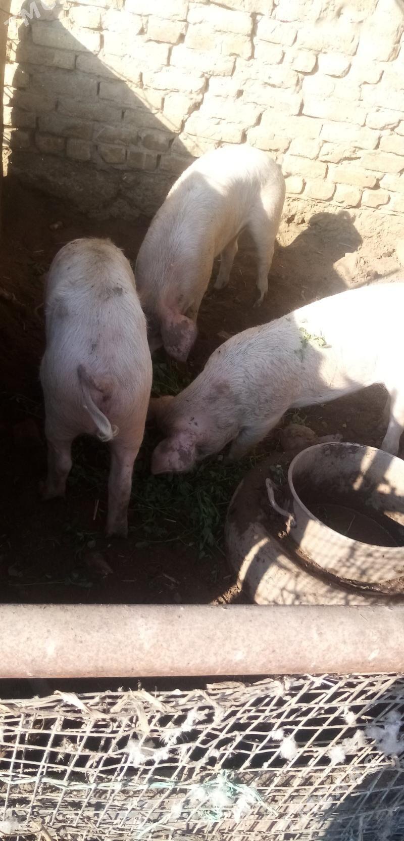 Свинья - Туркменабат - img 2