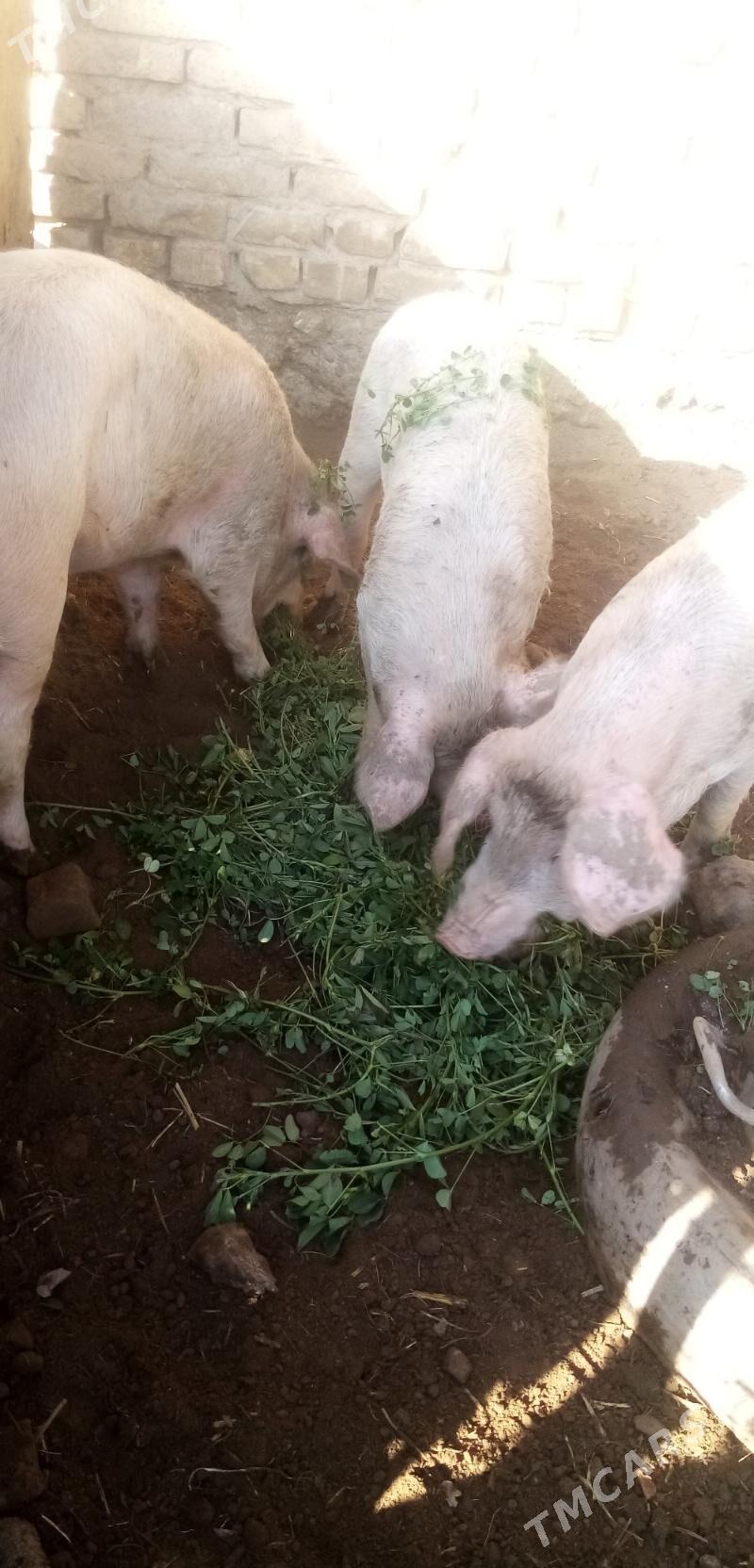 Свинья - Туркменабат - img 3