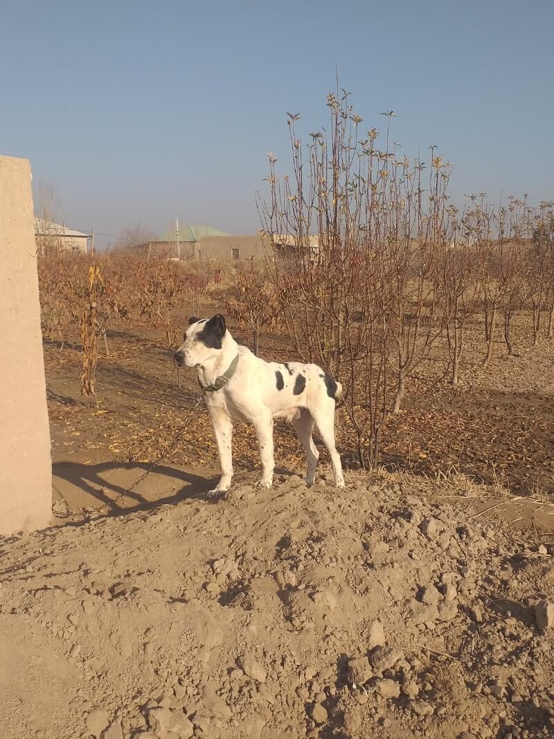 gara gush - Дашогуз - img 2