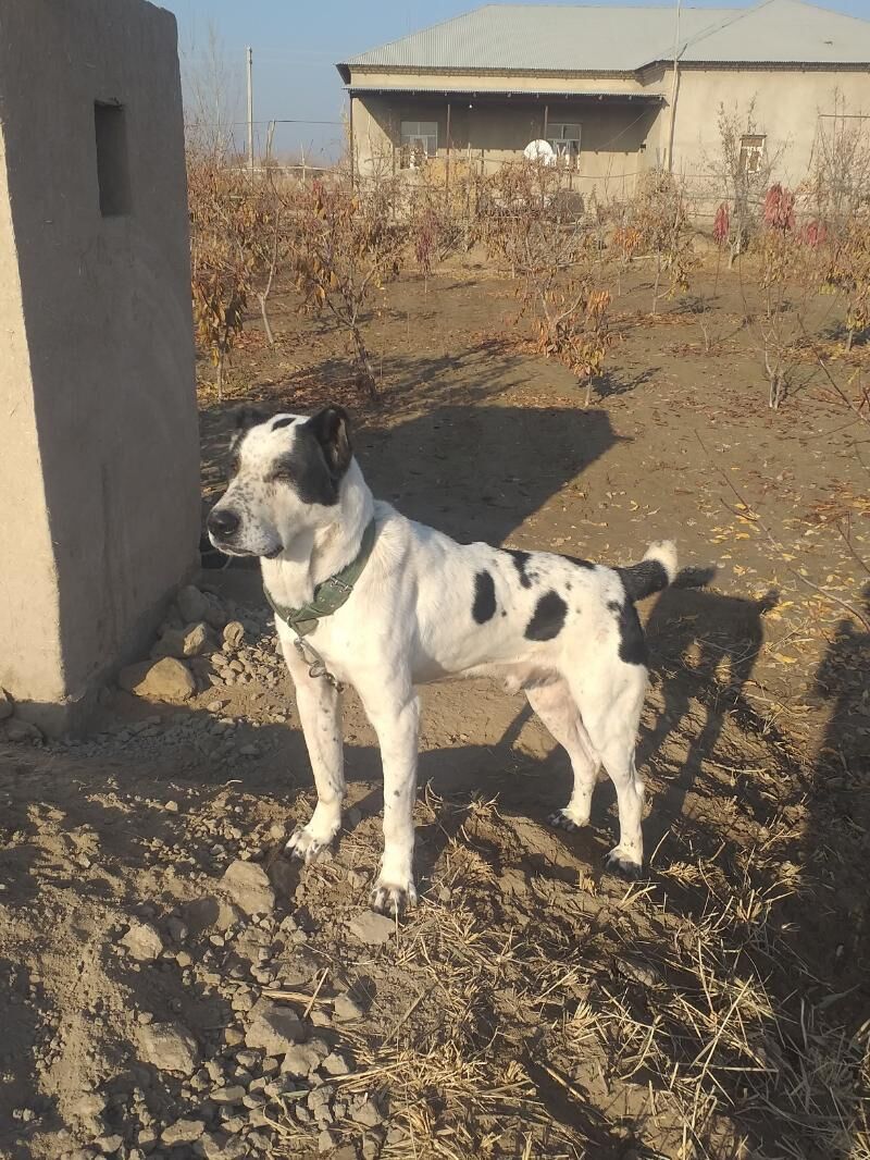 gara gush - Дашогуз - img 6