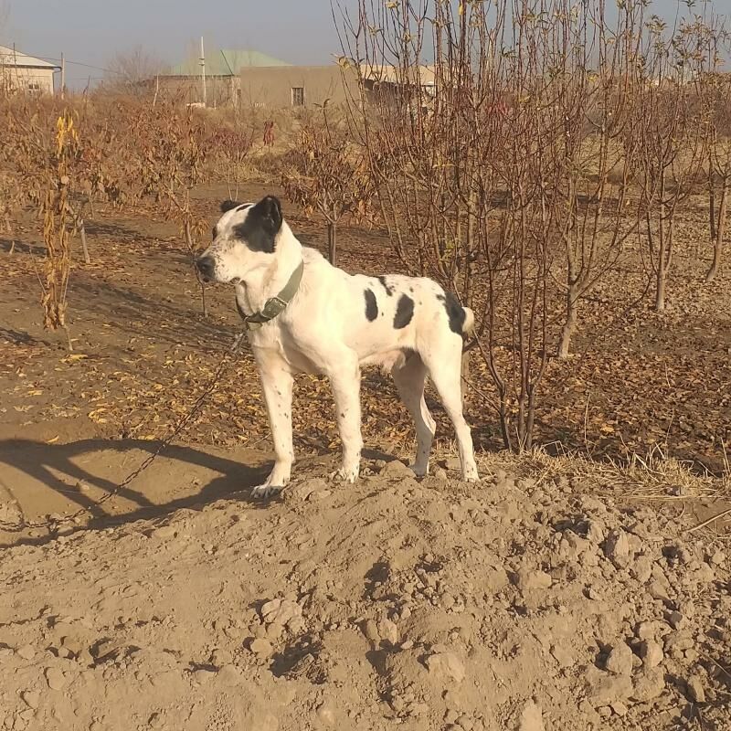 gara gush - Дашогуз - img 1