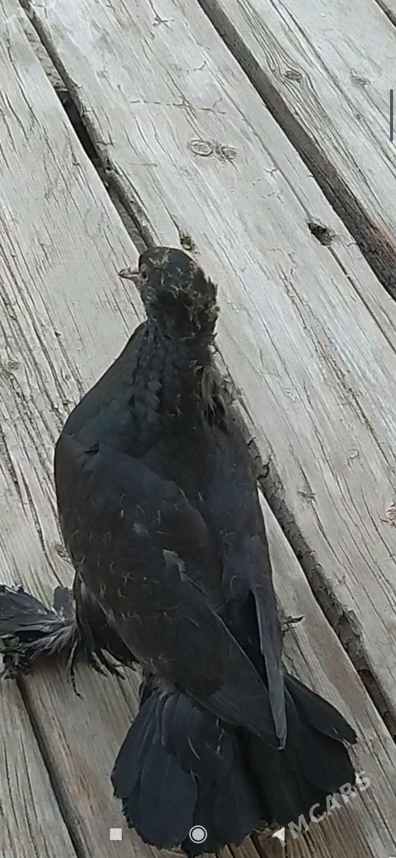 Kepderi - Бабадайхан - img 1